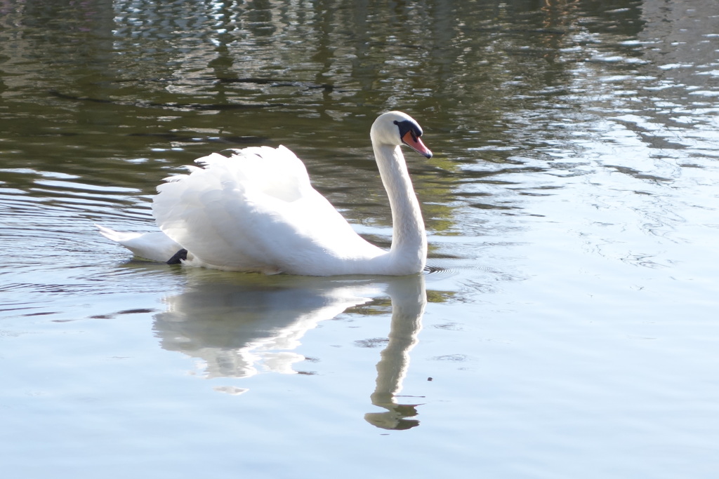 荒川自然公園のもう一羽の白鳥