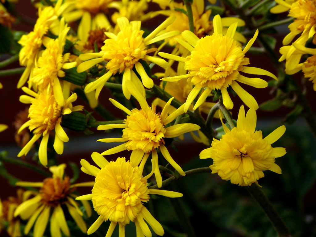 スパイダー咲き小菊