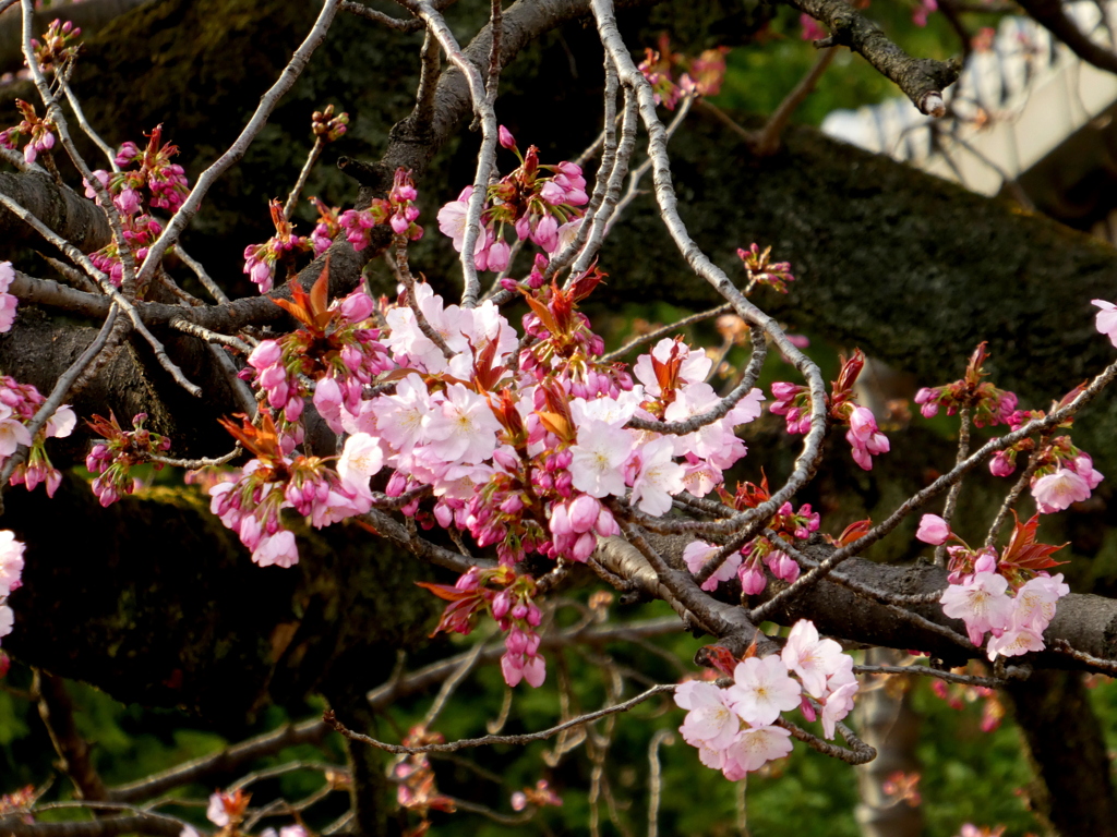 上野の御車返しの桜
