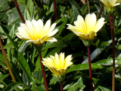 ガザニア・ソフトクリーム