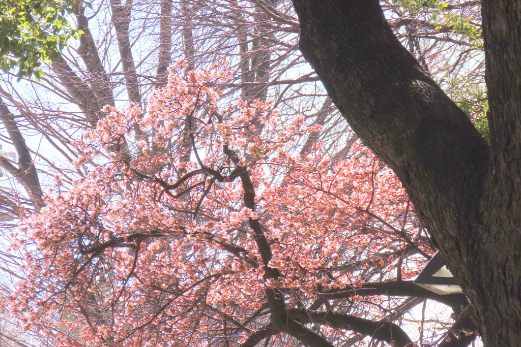 満開のカンザクラ