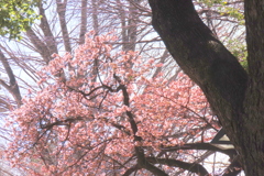 満開のカンザクラ