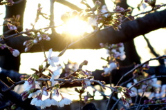 逆光の夕日のソメイヨシノ