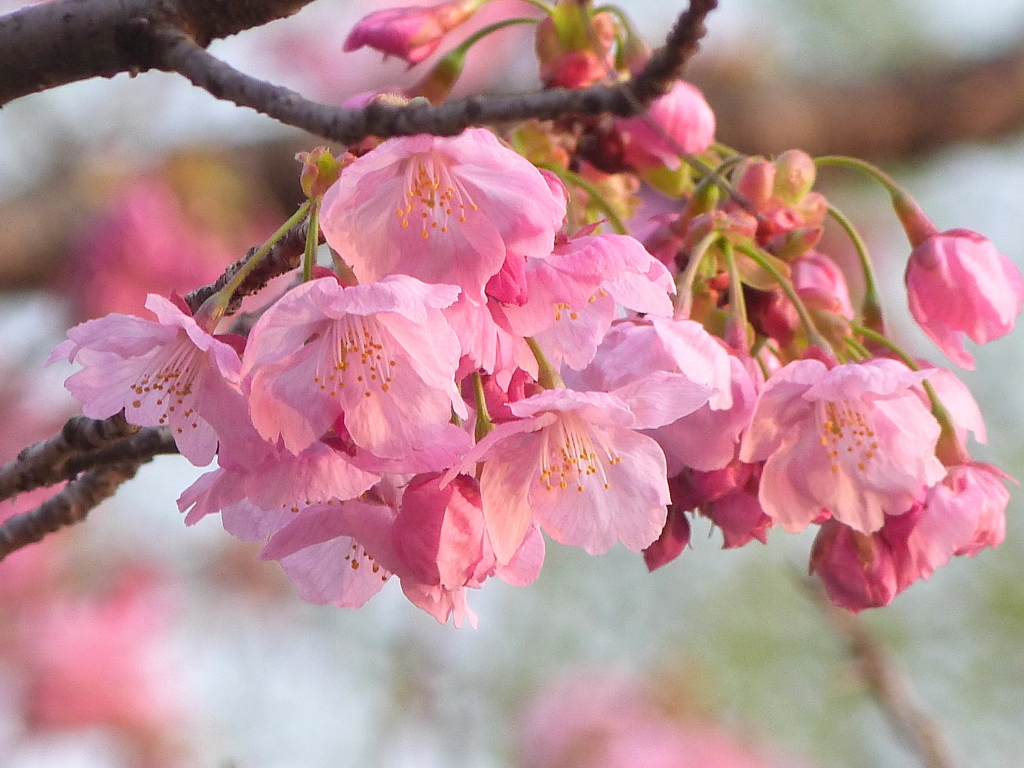 陽光桜の特徴