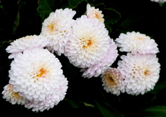 薄ピンクの小菊