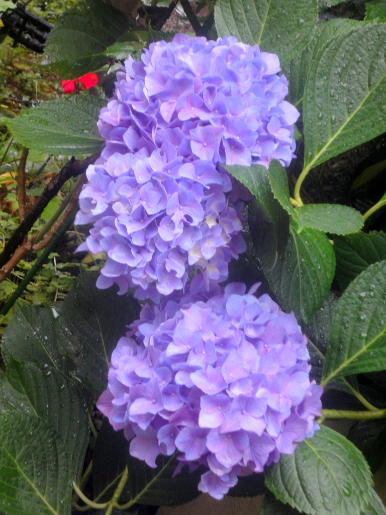 雨の路地の紫陽花