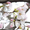 三宅坂国立劇場から発生し農水省登録の実生の駿河桜
