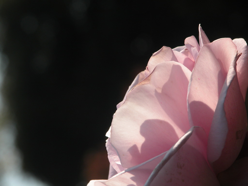 旧古川庭園の秋薔薇ピンク