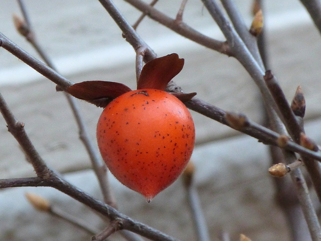 近所のロウヤガキ
