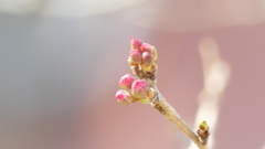 上野恩賜公園の小松乙女の蕾