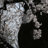上野寛永寺のソメイヨシノ