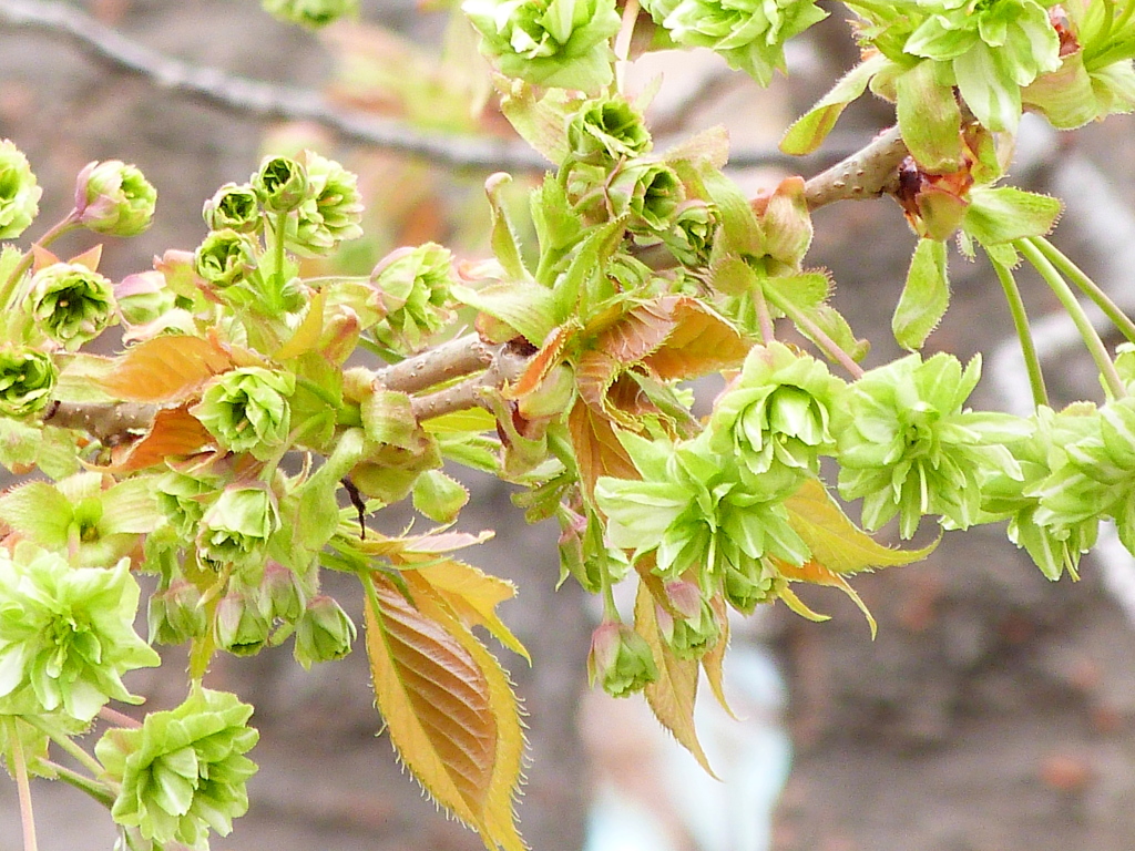 千住桜木公園の御衣黄桜
