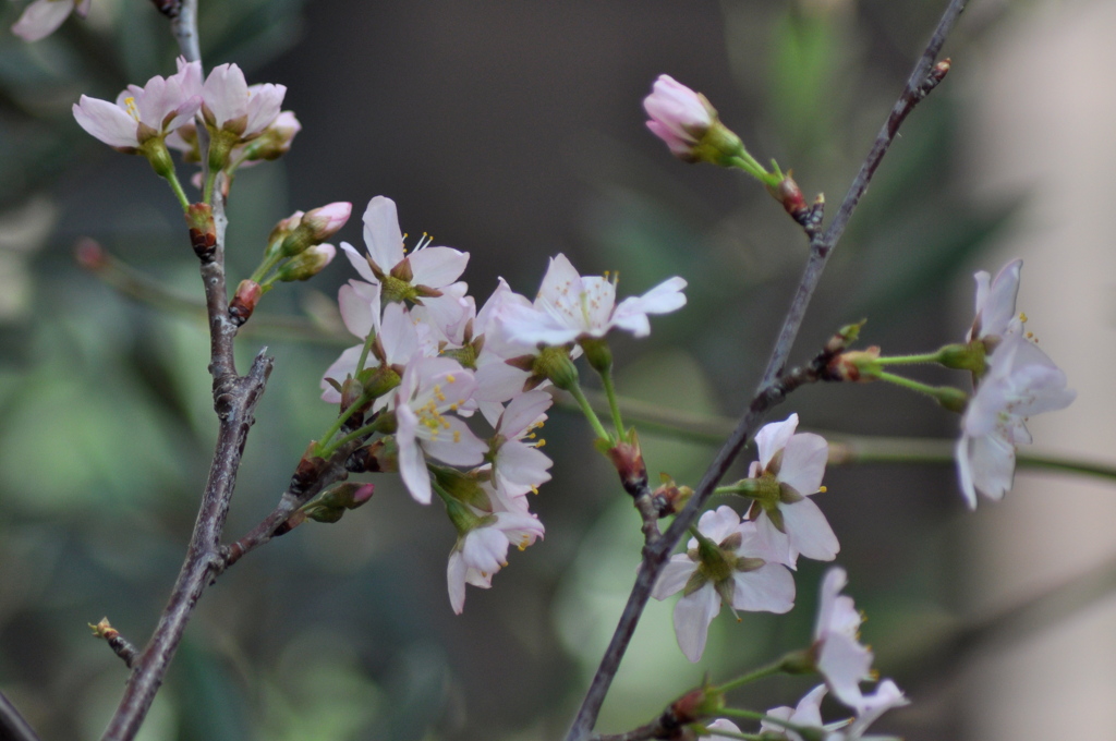 千住の民家の啓翁桜