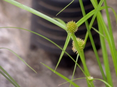 都会の道端のたまがやつり
