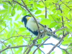 上野の新緑の中でシジュウカラ