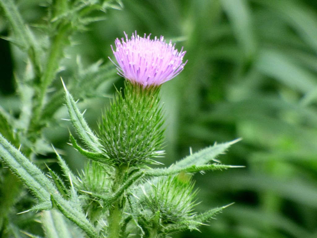 アメリカオニアザミ