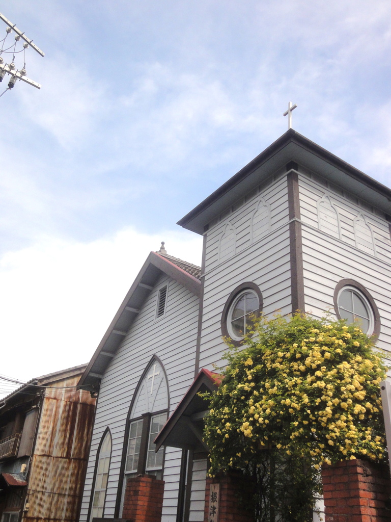 根津教会のモッコウバラ