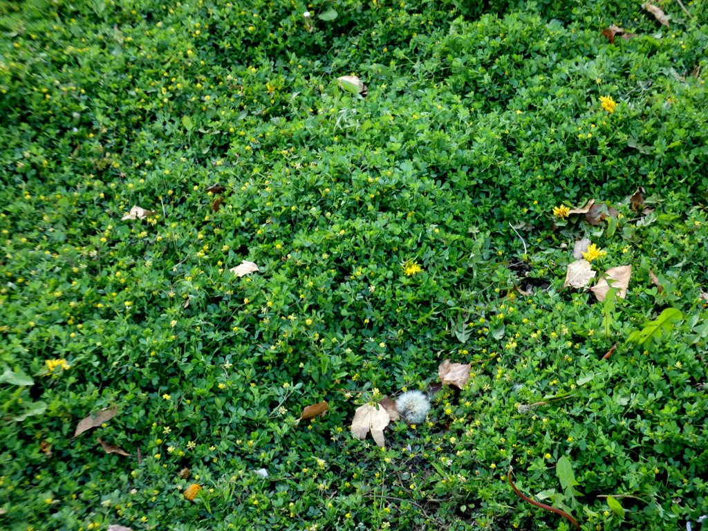 上野のコメツブ詰め草