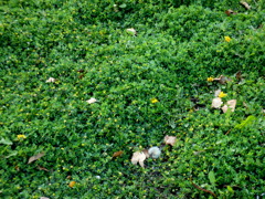 上野のコメツブ詰め草