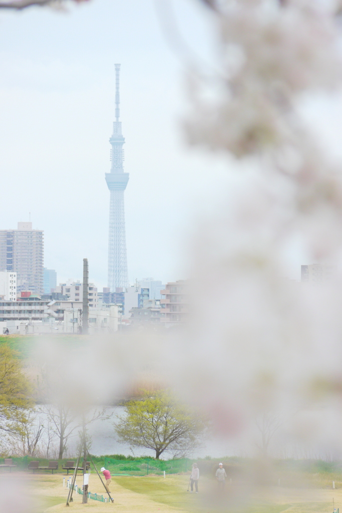 荒川土手高速下のソメイヨシノの東京スカイツリー