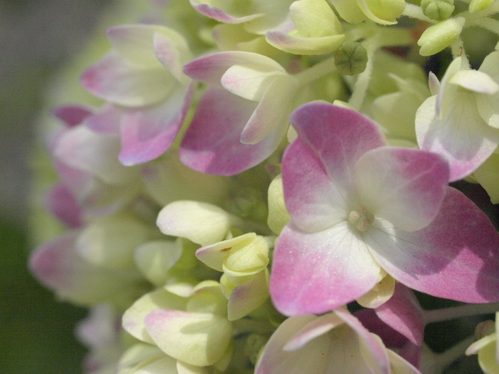 小さい赤い山紫陽花