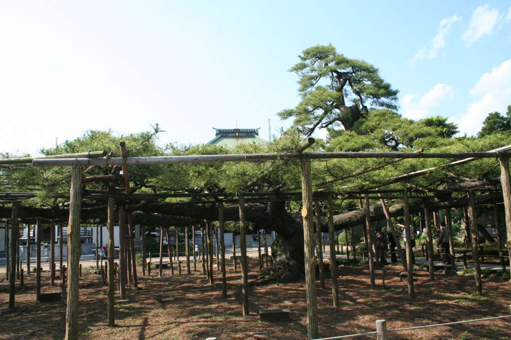 善養寺の’影向の松’