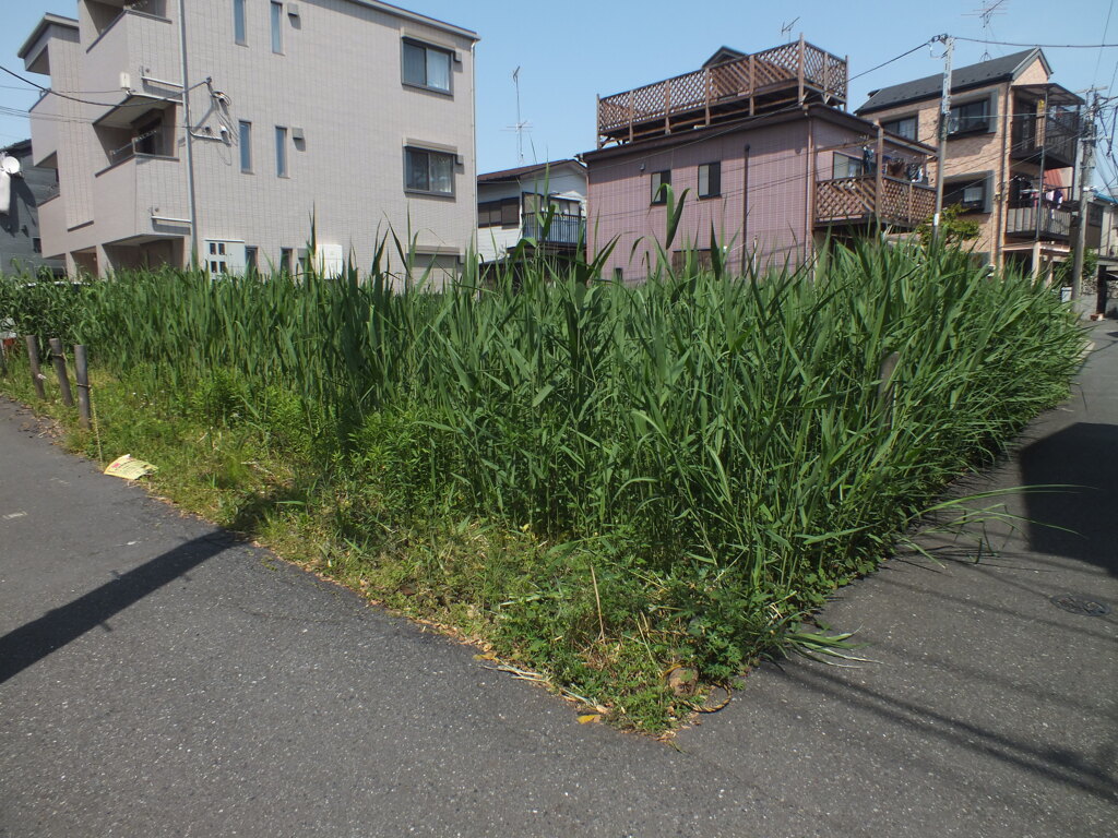 千住の住宅地の葦だらけの空き地