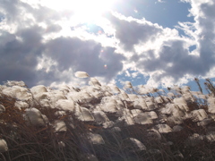 凩の枯れ荻と逆光の雲