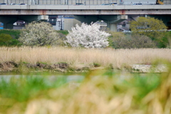 千住荒川土手から対岸の河原の大島桜とソメイヨシノ