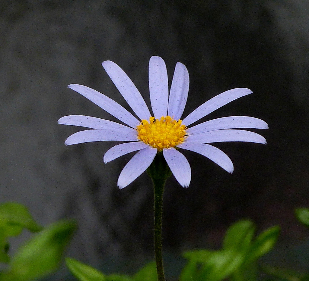 近所のblueデージー