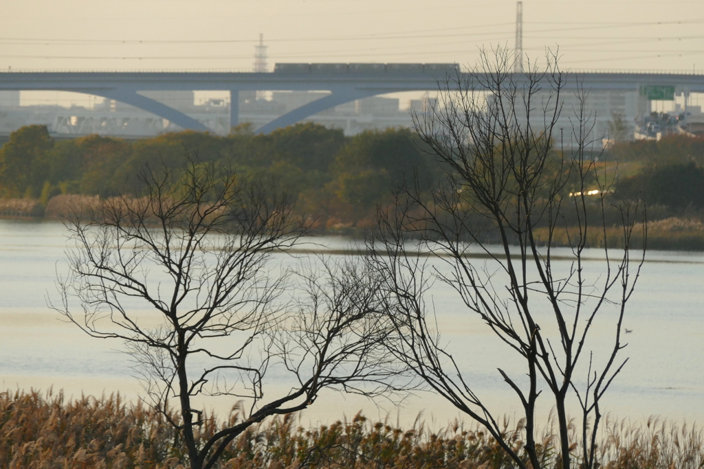 荒川の仲良しの木