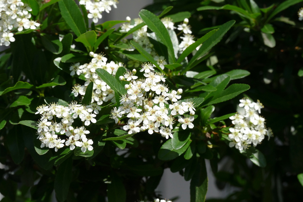 町屋のピラカンサの花