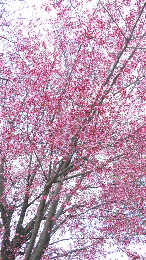 上野の豆桜樹形