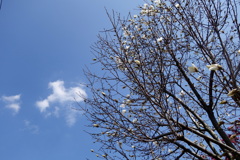 町屋の春の雲と咲きだしたハクモクレン