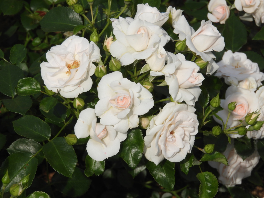 尾久の鉄塔下の公園の薔薇・アスピリンローズ