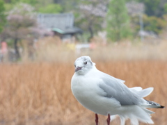 そろそろ夏羽にユリカモメ