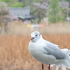 そろそろ夏羽にユリカモメ