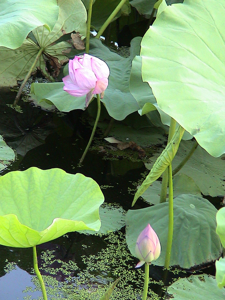 不忍池の