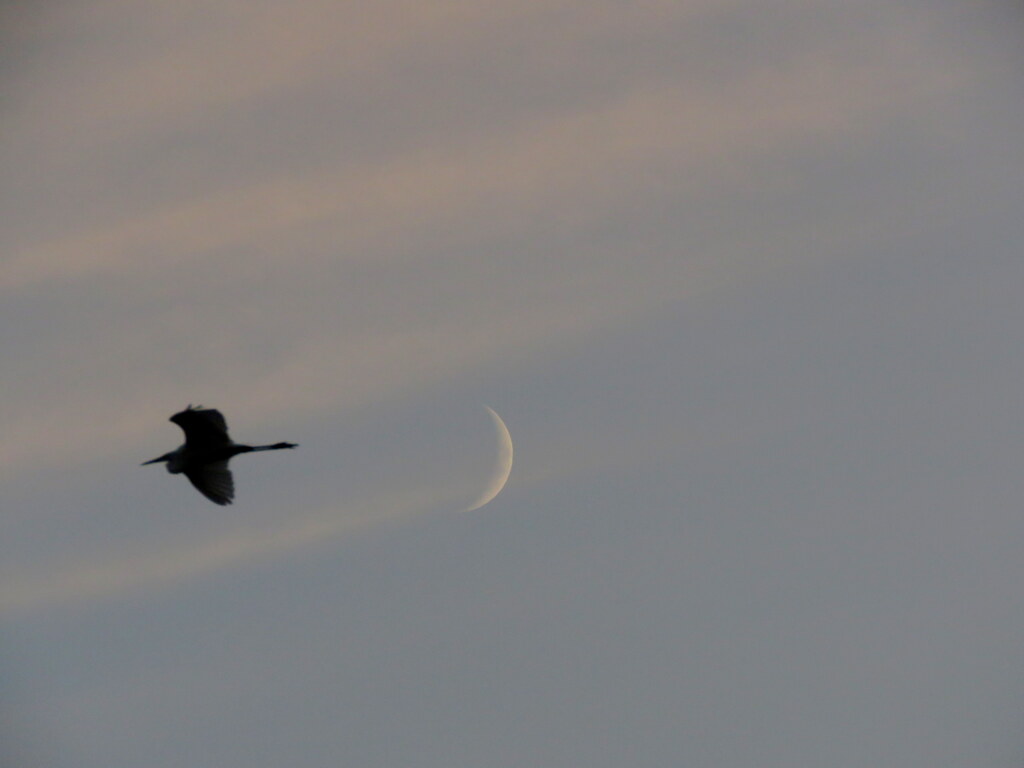 夕方のサギと月