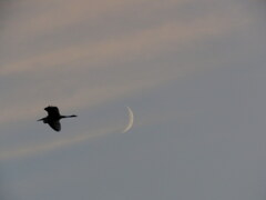 夕方のサギと月