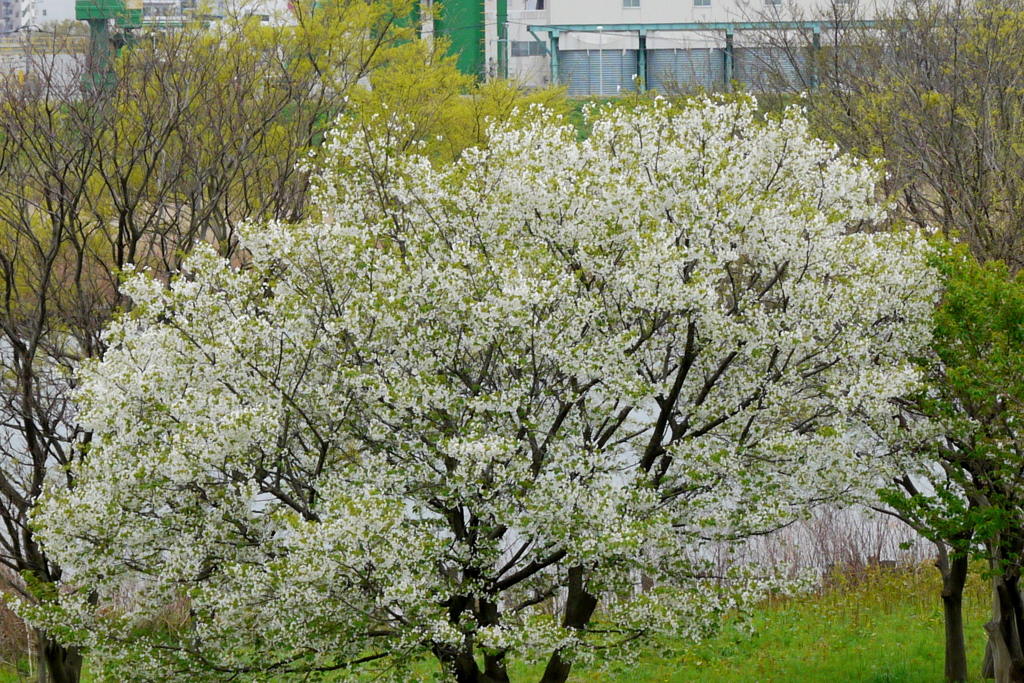 荒川河原の大島桜