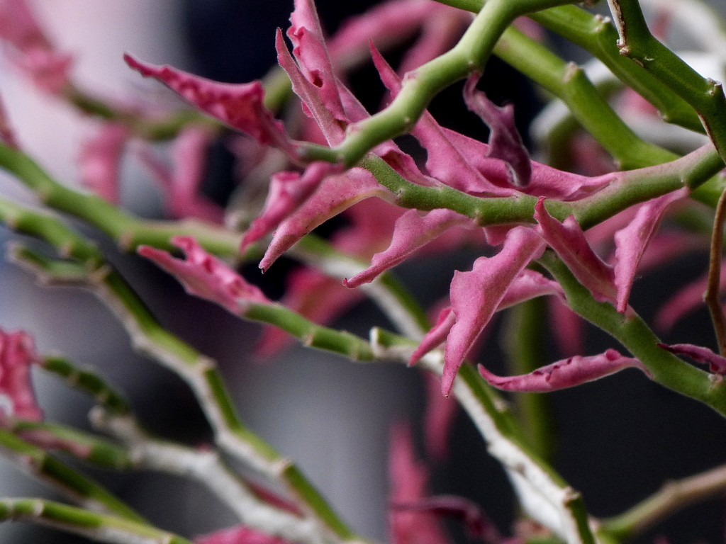 ダイギンリュウ