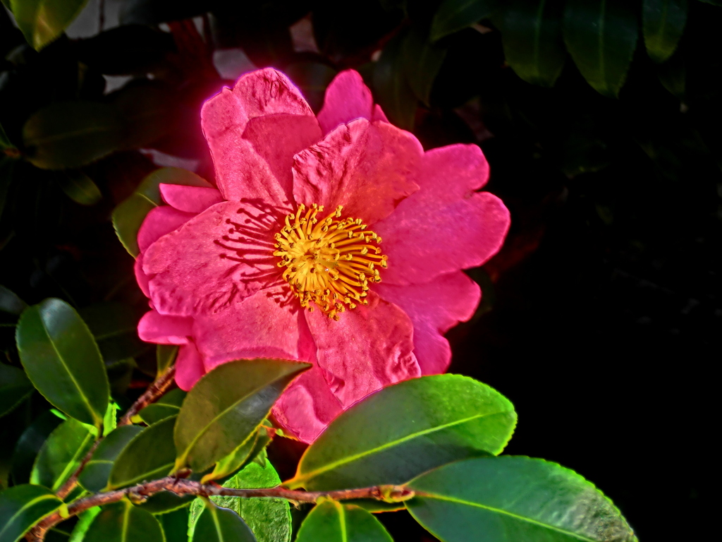 一輪の山茶花のコラージュ