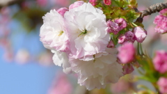 荒川堤の里ザクラの松月がほころびました