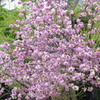 紅華桜、意外と花が丸くなるので、手毬桜と間違える