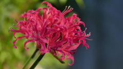 あかいだいやもんど