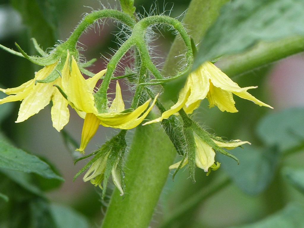 由布院のミニトマトの花