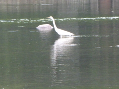 水前寺公園のシラサギ