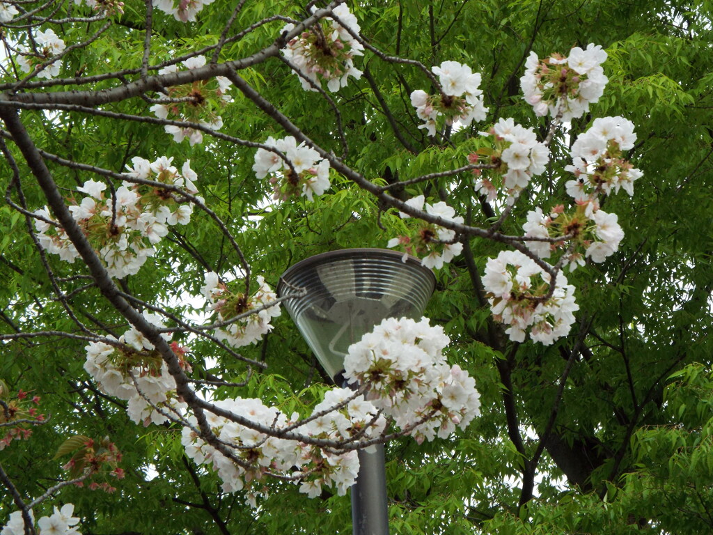 丸く輪になる千里香桜