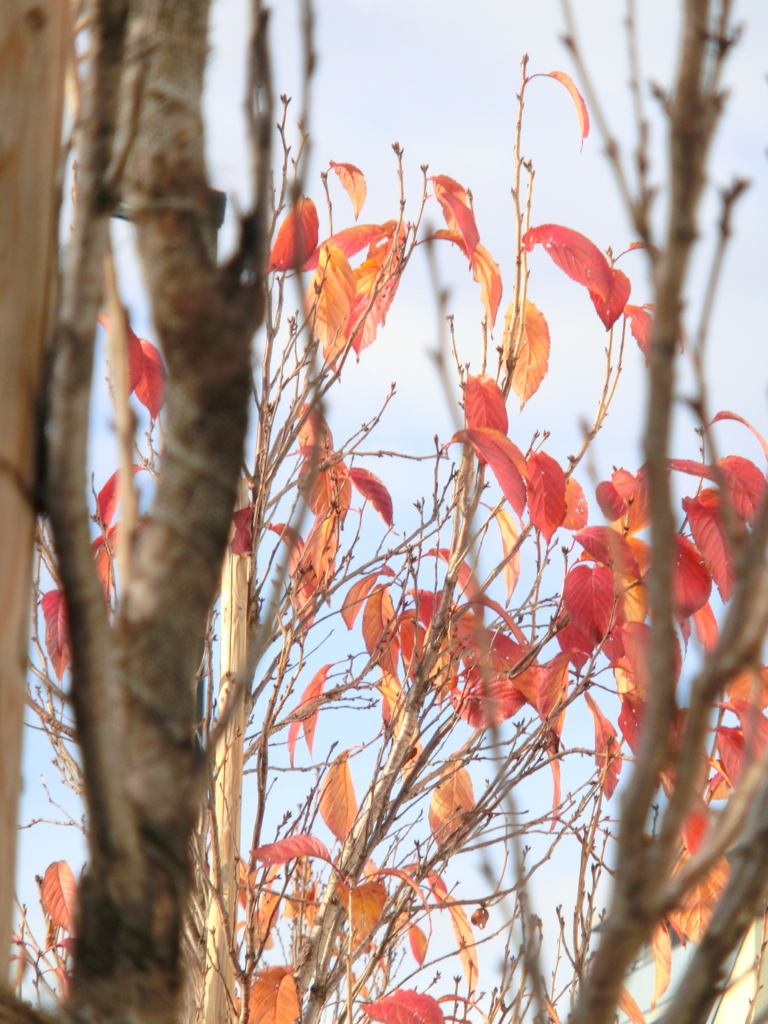 千住墨堤通の沿道の街路樹の天の川桜の少なくなった紅葉
